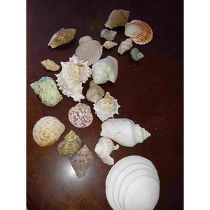 Vintage set hand collected seashells k3